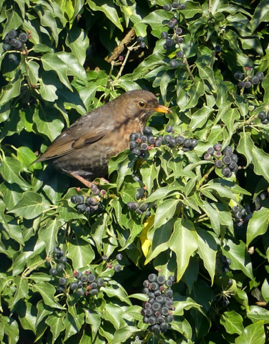 P1010579
